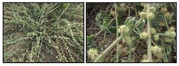 Image result for Pupalia grandiflora