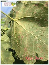 We did not find results for: Karat Daun Kawalan Dengan Bahan Abe Cik Fig Garden Facebook