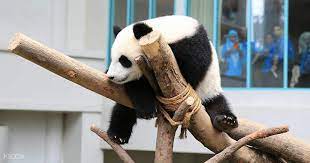 Cara terbaik untuk berkeliling di bali dan untuk mencapai lokasi bali zoo gianyar adalah menggunakan mobil atau motor. Zoo Negara National Zoo Of Malaysia Klook Malaysia