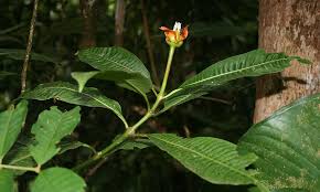 Image result for Psychotria auxopoda