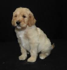This cutie is super social sure to be the. Dog Gone Doodles Golden Doodle And Labradoodle Puppies For Sale