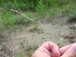 Image result for Aristida leucophaea