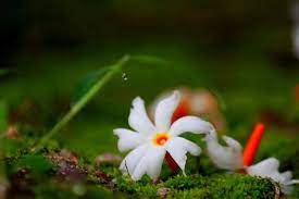Beautiful Bangladesh The Shiuli Shephali A Very Common Autumn Flower With Nice Fragrance Beautiful Flowers Indian Flowers Flowers Photography