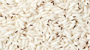 Tiny Black Bugs In Kitchen 10 Ways To Eliminate Them