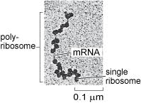 Check spelling or type a new query. A Tour Of The Cell View As Single Page
