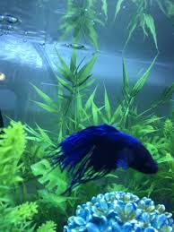 Featuring bright colors and elegant, flowing fins betta fish are the perfect. Possible Giant Crowntail Betta My Aquarium Club