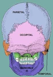 That's how you can remember these bones. Skull Scalp And Superficial Face