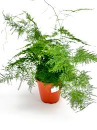 Image result for Asparagus setaceus