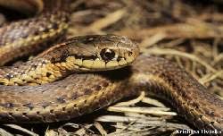 The eastern version is common but not many pics/vids of the (north)western version, this is one of 4 i've seen.n. Reptiles Of Bc Northwestern Garter Snake