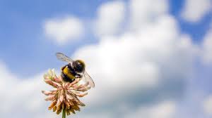 Our bumblebee buffet mixture was designed for home garden use and is composed of flowers that are attractive to many species of bumble bees. A New Pesticide May Be As Harmful To Bees As The Old One Science Aaas
