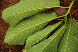 Image result for Milicia