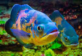 Ikan oscar ini juga masuk dalam keluarga cichlid, ikan ini juga termasuk dalam jenis ikan yang. Jenis Ikan Oscar Dan Alasan Kamu Perlu Membudidayakannya Sekarang Bukareview