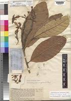 Image result for Tabernaemontana crassa