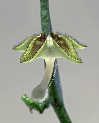 Image result for Ceropegia nilotica