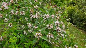 Image result for Heinsia zanzibarica