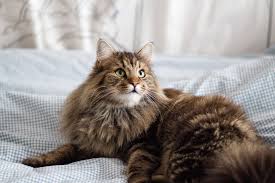 Maybe you would like to learn more about one of these? How To Recognize And Treat Cat Dandruff Martha Stewart