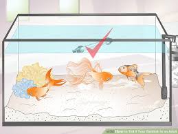 3 Ways To Tell If Your Goldfish Is An Adult Wikihow