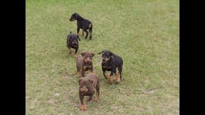 We did not find results for: Doberman Pinscher Puppies Dogs For Sale In Jacksonville Florida Fl 19breeders Orlando Youtube
