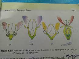 Taxonomical flower features are the flower symmetry, the way in which the carpels are fused and the resulting position of the ovules, also called placentation, and the position of the ovary. The Given Diagram B Says That It Is Perigynous Condition But Ovary Is Fully Covered So It Must Be Brainly In