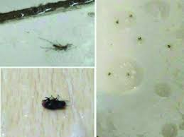 Doa mengelak gangguan syaitan jin pada anak2. Cara Halau Semut Dengan Semburan Diy Yang Mudah Dan Selamat