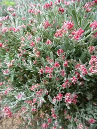 Image result for Helichrysum moggii