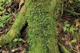 Image result for Didymoglossum erosum