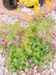 Maybe you would like to learn more about one of these? 7 Best Beautiful Ground Cover Plants Full Sun Low Maintenance Shade