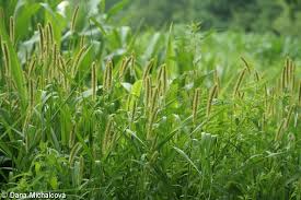 Image result for Setaria pumila