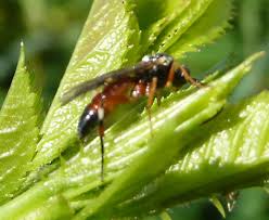 Image result for Diplazium humbertii