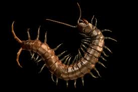 Image result for Centemopsis