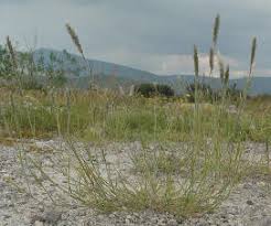 Image result for Enneapogon desvauxii