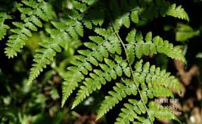 Image result for Microlepia speluncae