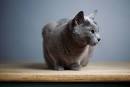 The Ten Most Independent Cat Breeds - Kittentoob