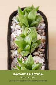 Astrophytums should be repotted around april to replenish the soil and give the plant room to fully get the masterclass annual membership and learn how to cultivate fresh herbs and vegetables, keep your house plants alive, and use compost to make. Haworthia Retusa Star Cactus Succulents And Sunshine