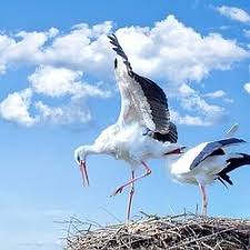 Leylek Kus Hayvan Sinek White Stork Hayvan Fotografciligi Hayvan Hayvanlar