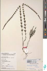 Image result for Manostachya