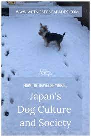 Is Japan Dog Friendly Japanese Dog Lifestyle Dog Travel To Japan Guide Wet Nose Escapades In 2021 Dog Travel Japanese Dogs Japan Travel