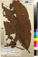 Image result for Gilbertiodendron dewevrei