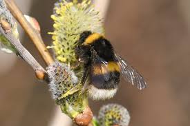 Image result for Bombus lucorum
