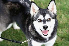 Photos and contact info on advertigo website. Hunderassen Alaskan Klee Kai