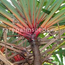 Image result for Pandanus sp. A