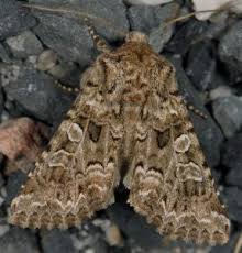 Image result for Hadena perplexa