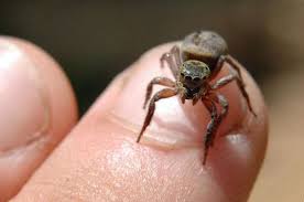 Spiders are a part of life, and can even be a beneficial form of pest control in your garden. Benefits Of Living With A House Spider Center For Humans Nature
