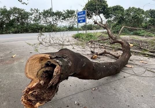 TT - Ảnh: Cành cây bị mục, nguy cơ gãy, đổ mất an toàn cao được chặt hạ