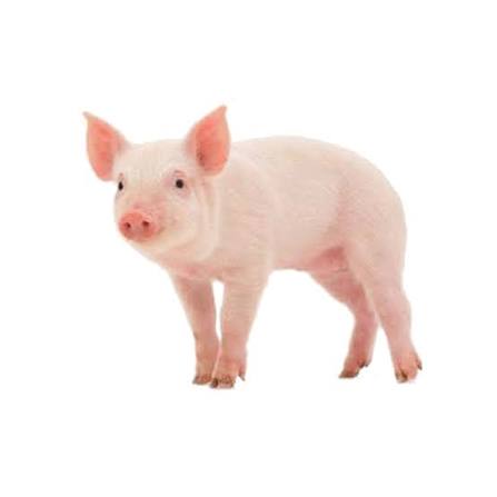 HEO CON NUÔI THỊT 20KG