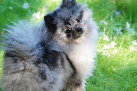 Check spelling or type a new query. Pomeranians 101 All About The Breed And The Special Merle Pomeranian