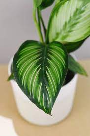 Https Plantcircle Co Product Calathea Beauty Star Calathea Plants Plant Leaves