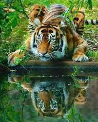 Wallpaper dan gambar harimau berukuran besar 30 foto gambar gambar harimau dan wallpaper harimau. Pin Oleh Johanes Setiawan Di Indonesia Asli Binatang Buas Hewan Binatang