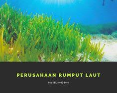 Latar belakang latar belakang rumput kartun yang ditarik tangan. Rama Gaming Ramamichel33 Profil Pinterest