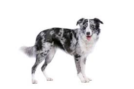Additionally, some breeders will charge more to recover the costs incurred during health screenings, vaccinations, and. Is The Blue Merle Border Collie Right For You Bordercolliehealth